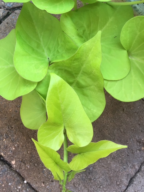 Sweet potato vine