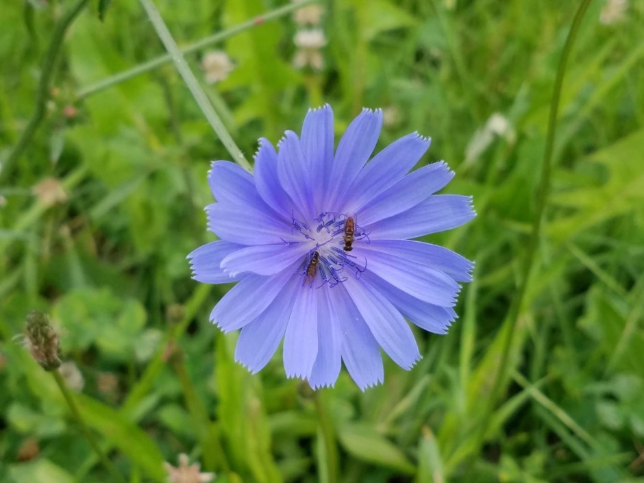 chicory, cornflower
