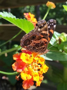 American lady butterfly