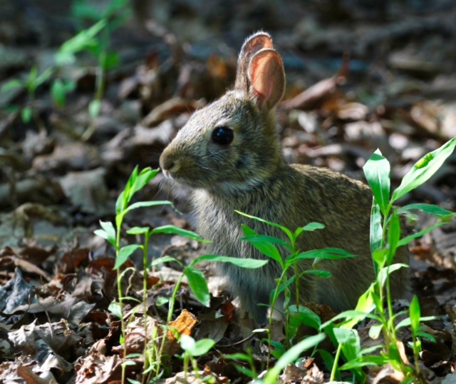 baby bunny camouflaged in the coming summer leaves