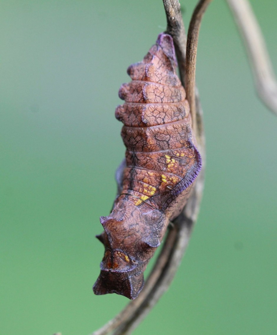 Pipevine Swallowtail butterfly chrysalis