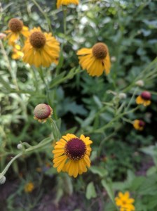 Golden petals and red head Common sneezeweed