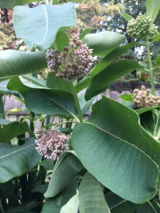 Stalk of Common milkweed