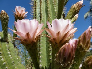 Saguaro cactus in bloom after a monsoon rain
