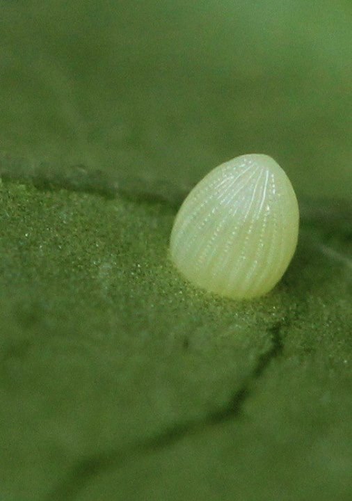 Close-up of a Monarch Butterfly egg