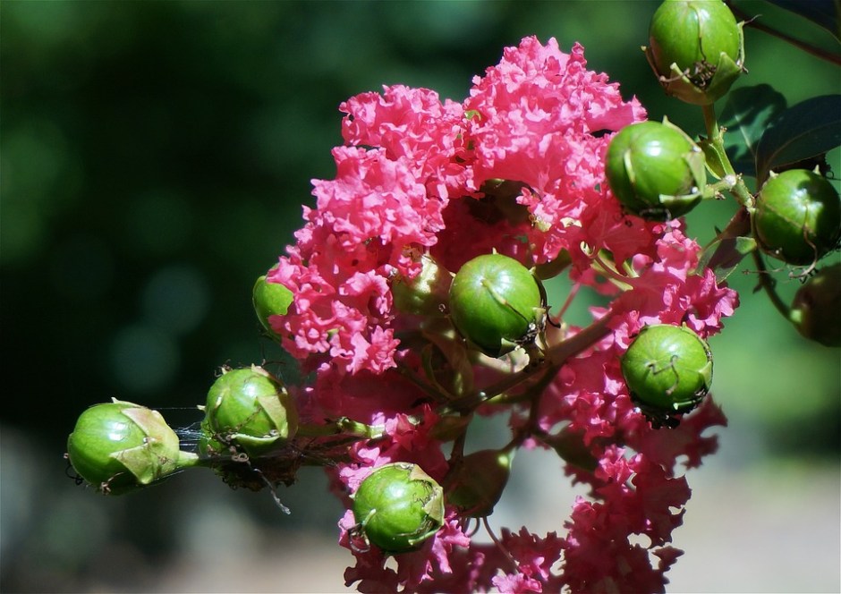 Crepe Myrtle with seed pods