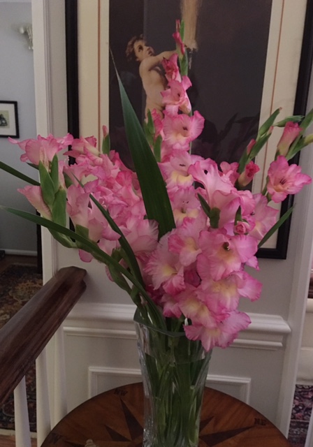 Vase of freshly cut pink gladioli