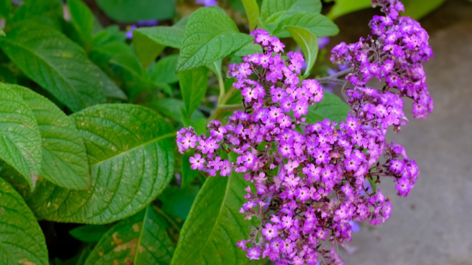 July blowing Heliotrope with deep purple color