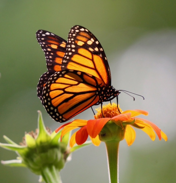 Male monarch butterfly nectaring on a Tithonia flower