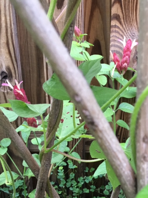 Shrimp plant blooming behind a trellis