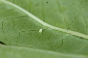 Tiny Monarch Butterfly egg on underside of a milkweed leaf