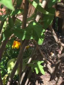 Through the trellis the sunshine falls on both marigolds and growing tomatoes