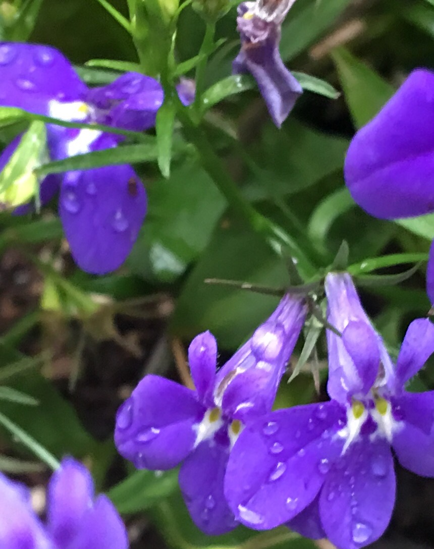 tiny water droplets on dwarf lobelia