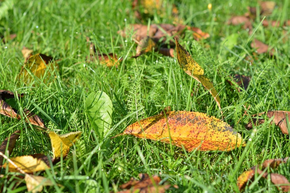early autumn leaves on the green grass