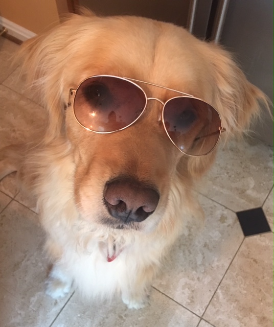 Golden retriever "Brodie" wearing sunglasses