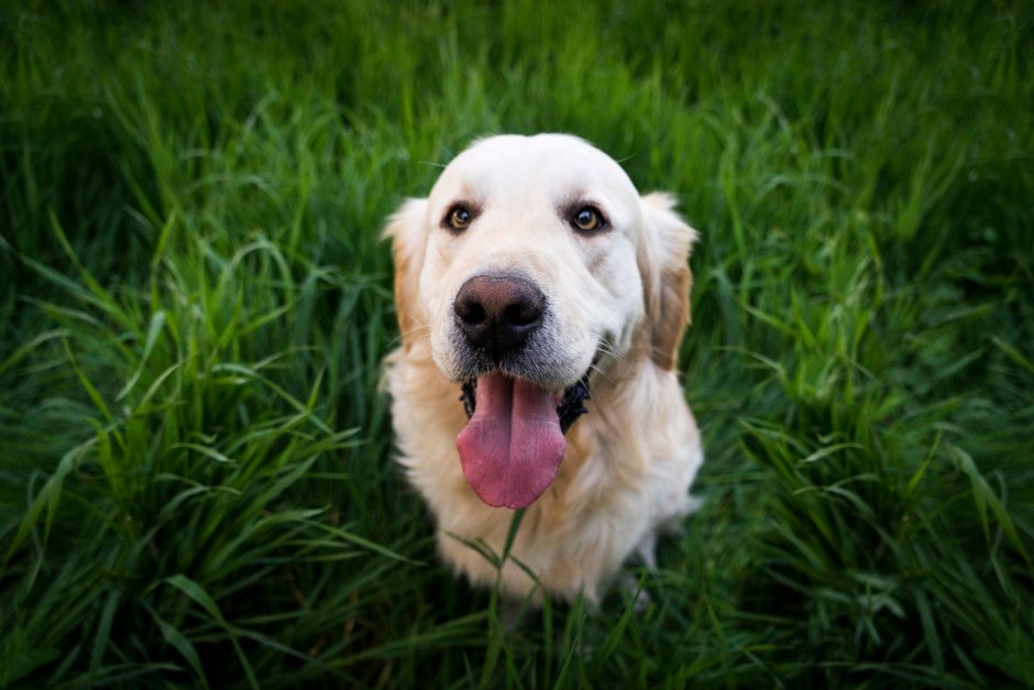 Light colored golden retriever in the grass showing his tongue