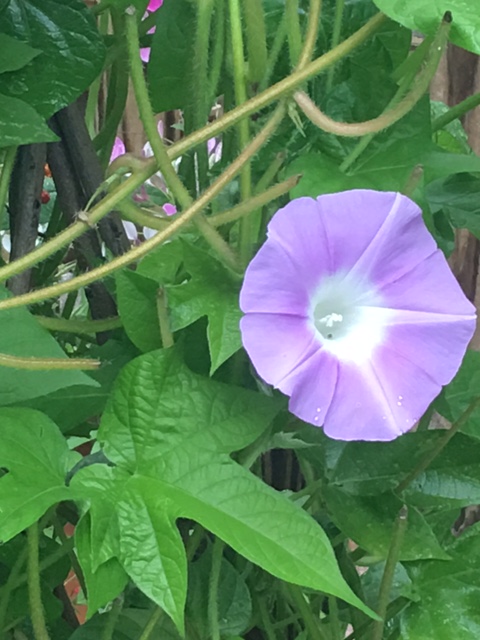 Lavender morning-glory flower