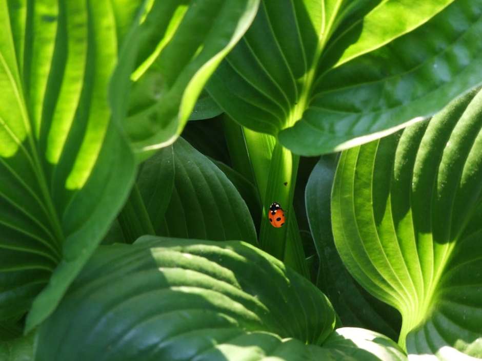 Ladybug on green leaves of a plantana lily