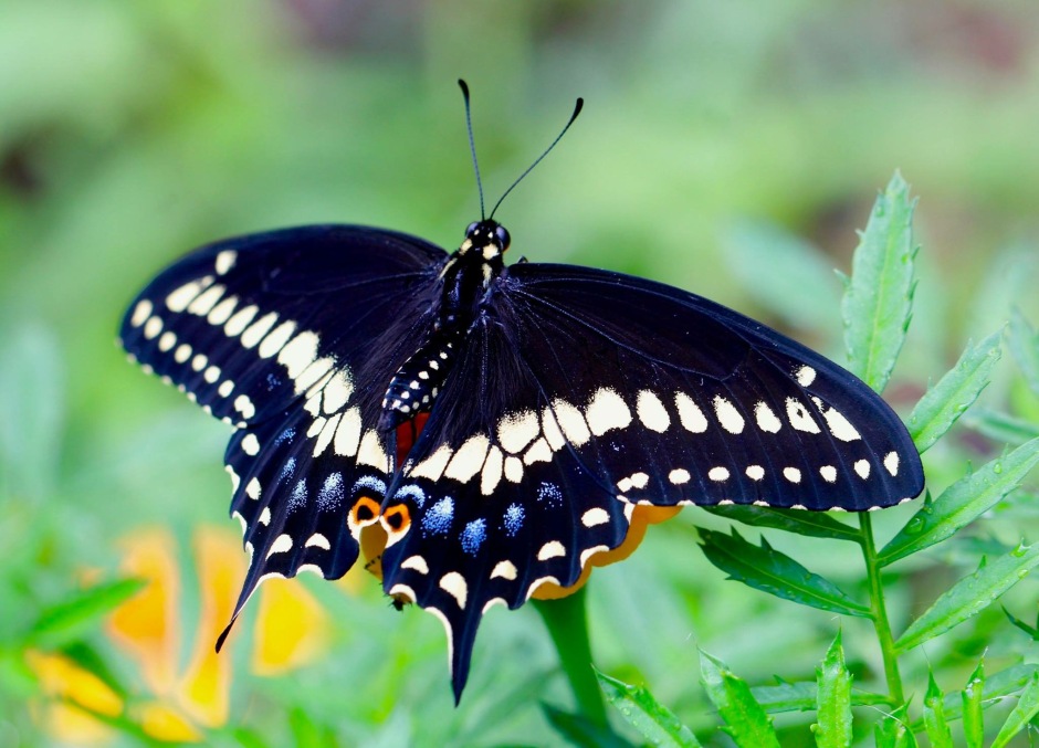 Newly enclosed Male Black Swallowtail spreading his wings