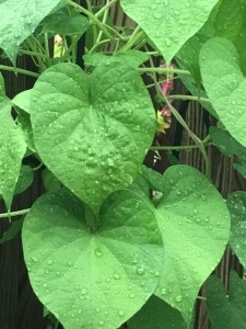 Morning rain drops on a moon vine