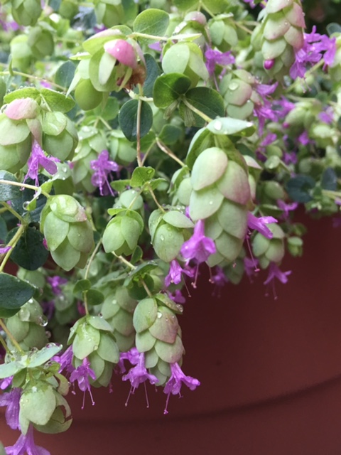 Ornamental Oregano