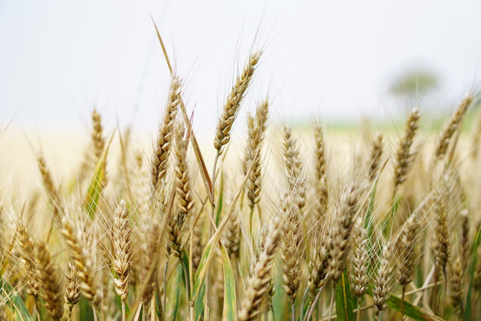 wheat field up close