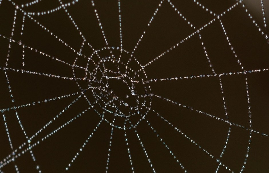 Spider web ladened with water droplets