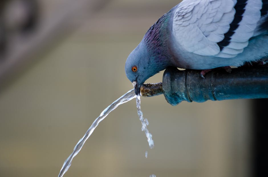A pigeon in a park drinking water from a fountain stream