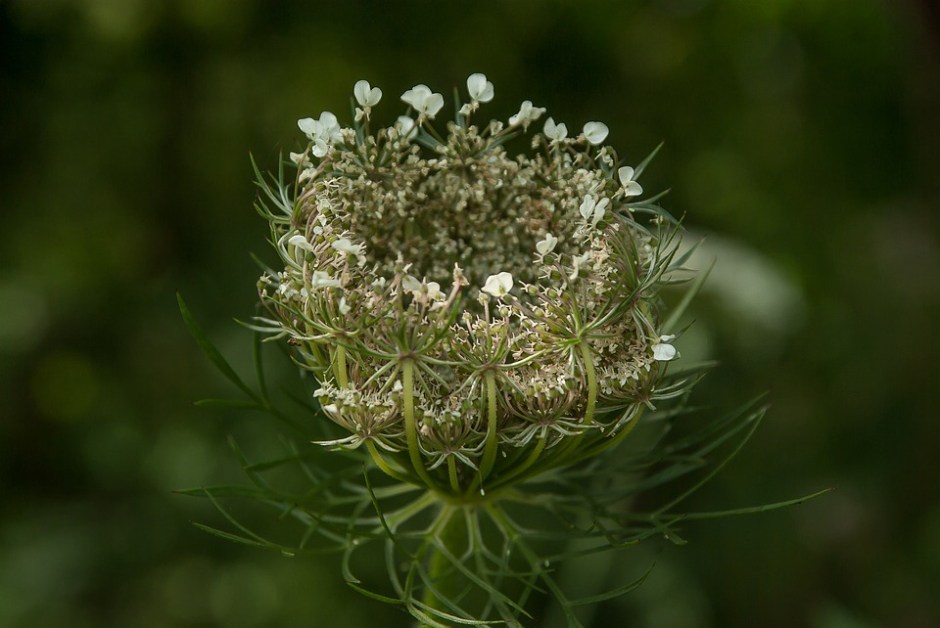Queen anne's lace about to open and reveal the flower