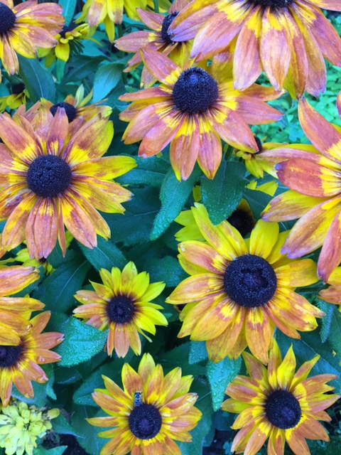 summer yellow and pink sunflowers