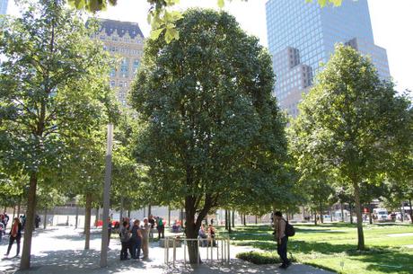 911 Memorial The tree that survived