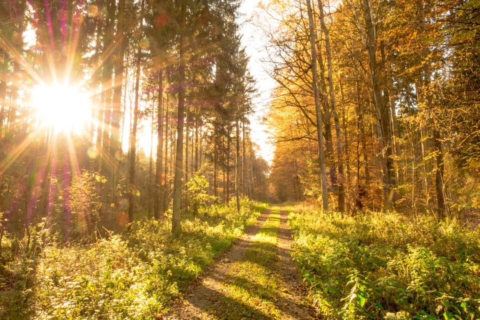 A path in the autumn woods with the morning sun rising