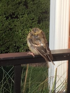 Tiny baby bird resting on the bannister in the warmth of the morning sun