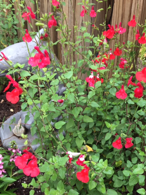 Salvia Hot Lips Flowers blooming in early fall