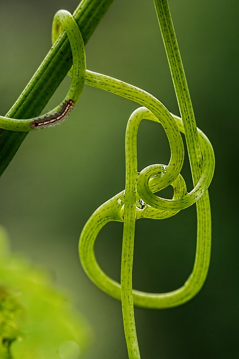 Green grape vine with a tiny caterpillar on its tendril