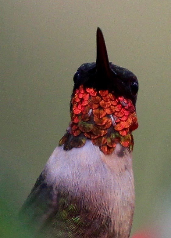 Close up photo of a perched male Ruby Throated hummingbird