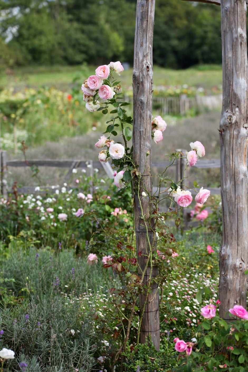 A Climbing pink and white rose