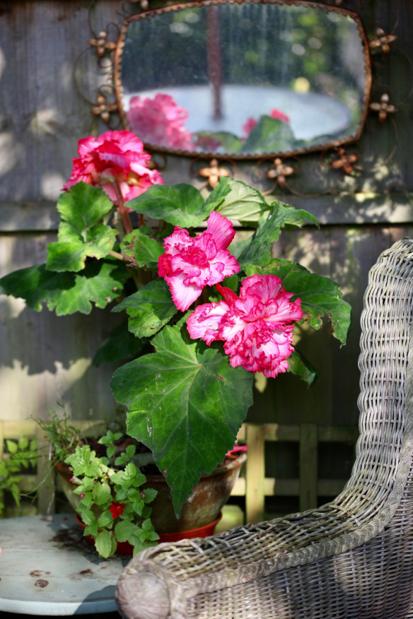 Fall Begonia in the sunlight