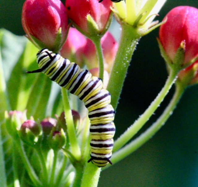 Caterpillar on milkweed to morph to Monarch Butterfly