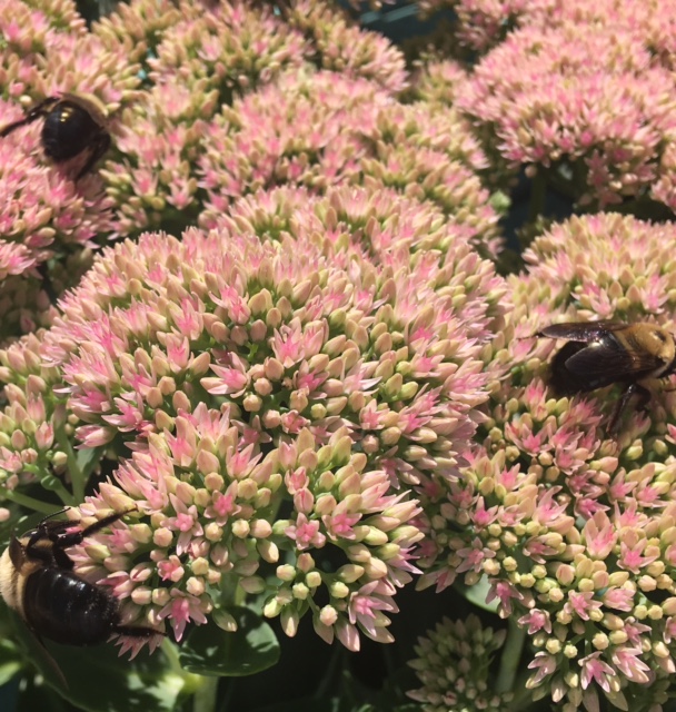 Blooming sedum in August with delighted bumble bees