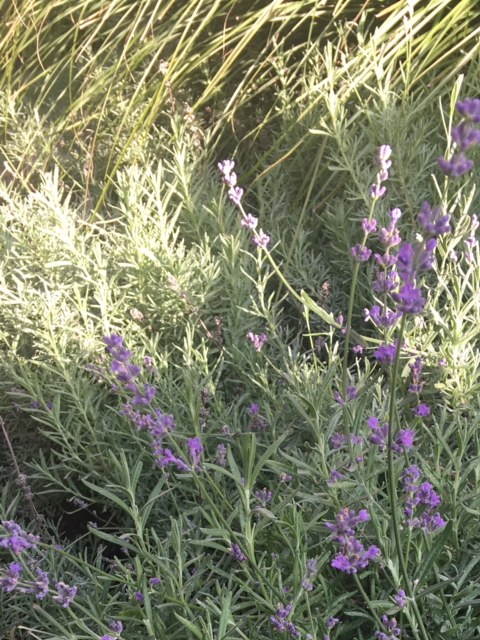 Lavender spikes in the early autumn rising sun