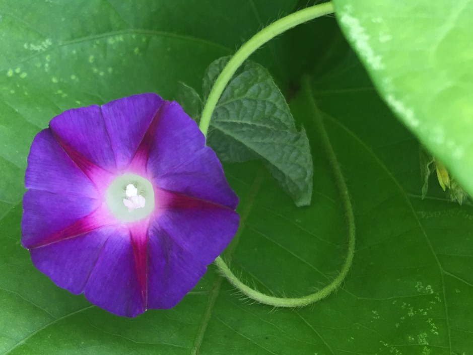 A tiny morning-glory purple and blue blossom