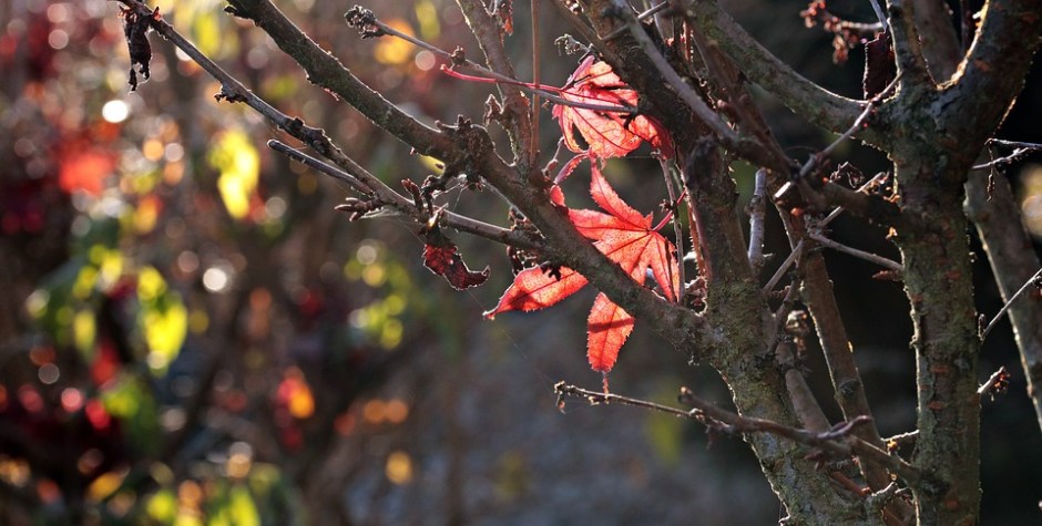 Two red leaves caught in bare tree branches in the autumn