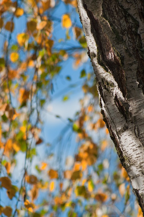 Birch tree with peeling bark in the autumn
