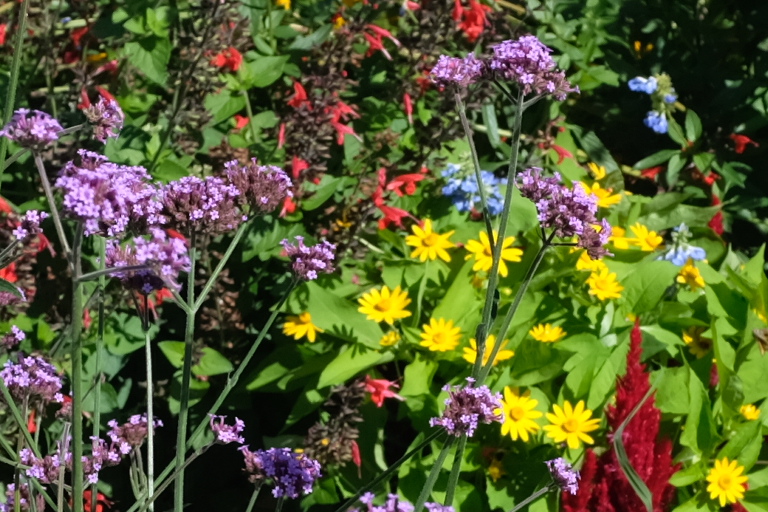 Butterfly garden at Jefferson Vineyards, Charlottesville, VA