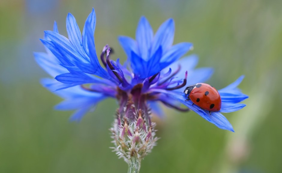 A ladybug on a blue cornflower
