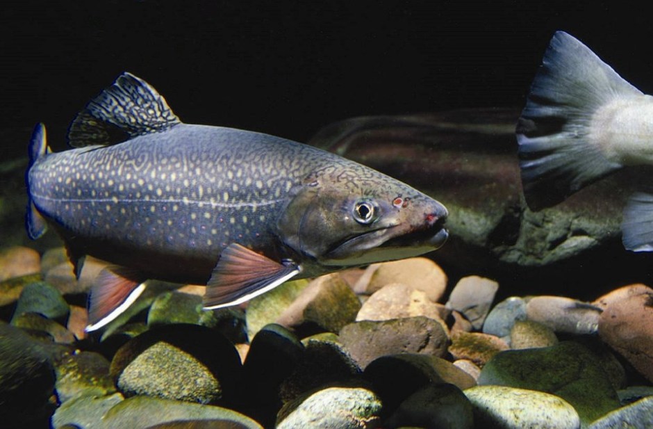 Eastern Brook Trout swimming freely above colorful rock bed