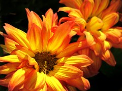 golden and orange fall mums