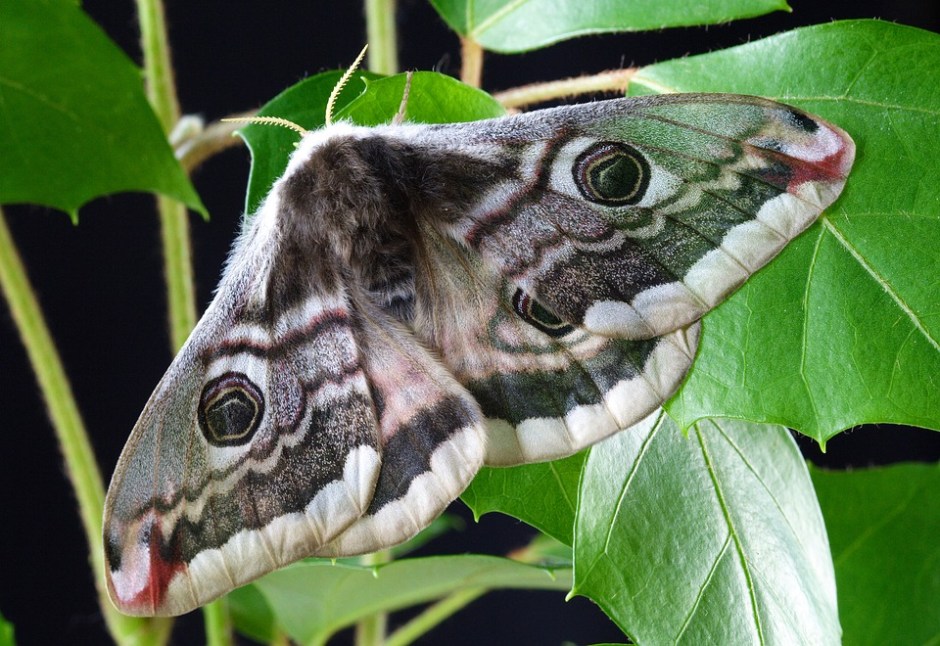 a moth spreads its wings while resting on a green vine