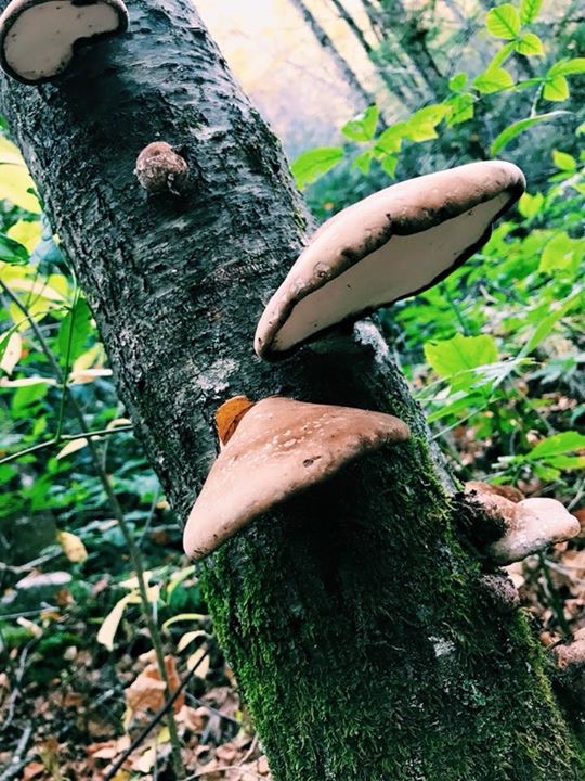 Bark mushrooms on a decaying tree